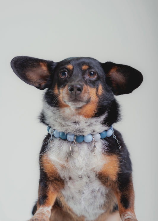 Signature Collar Azul