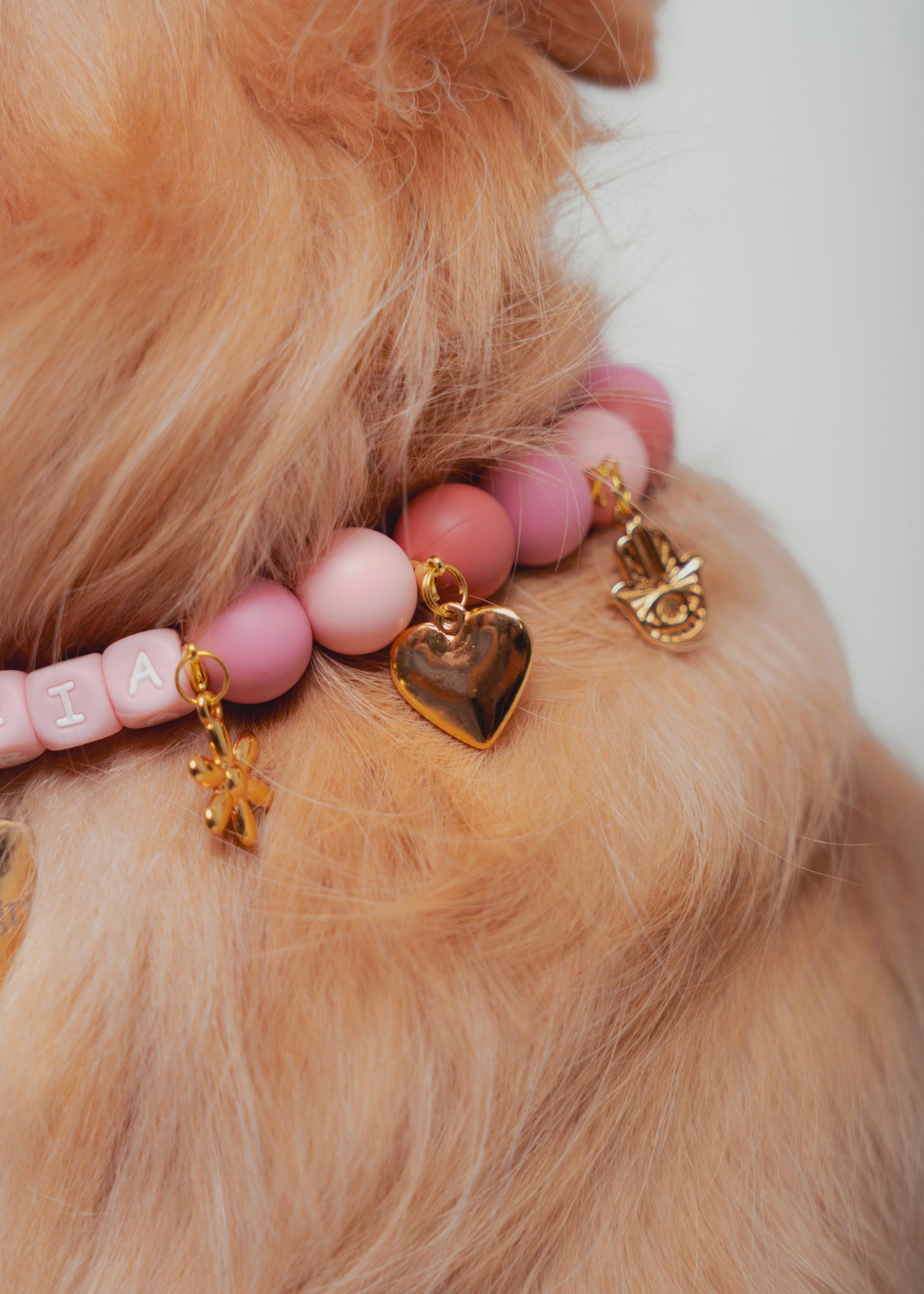 Signature Collars Perro