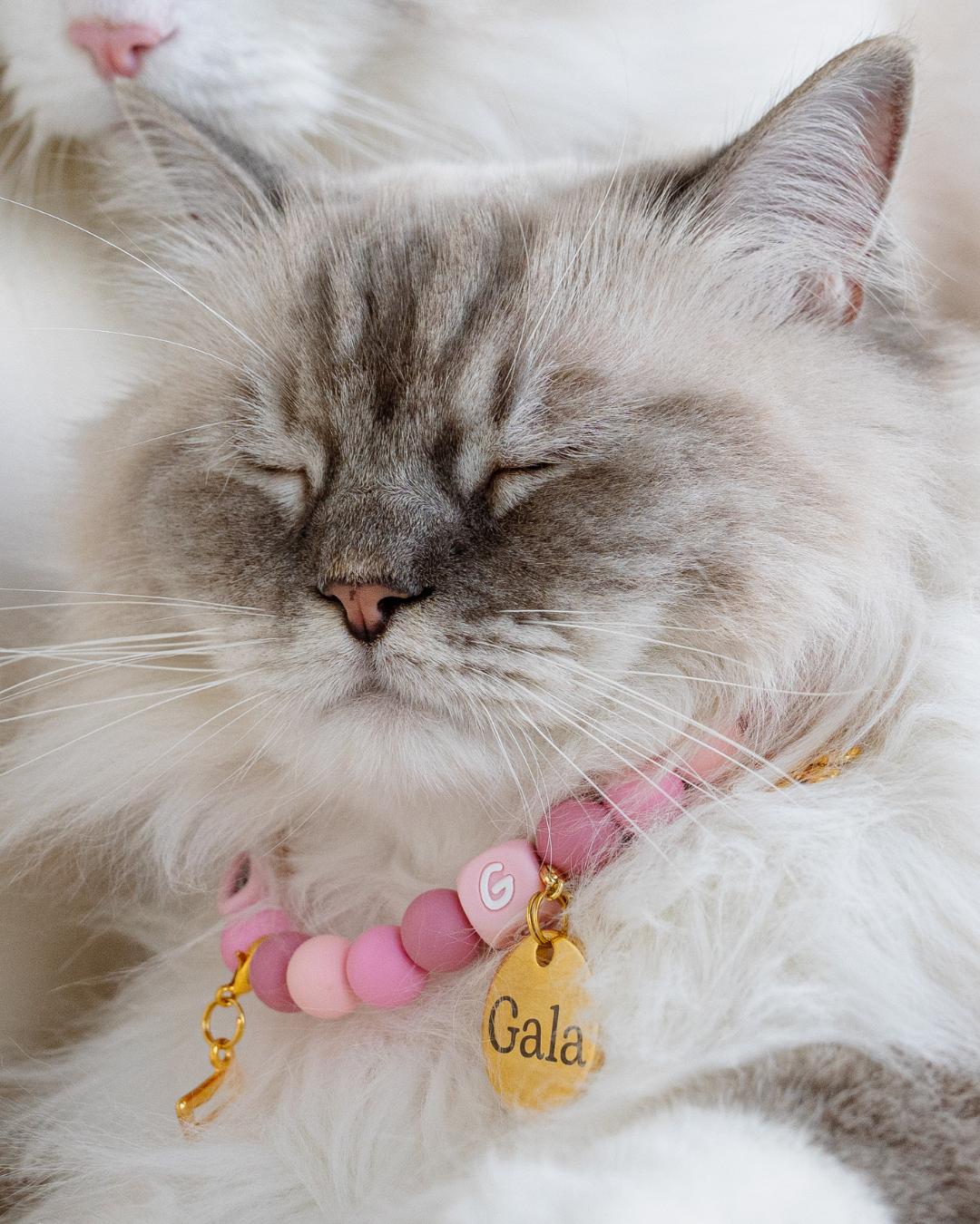 Signature Collar Gato Rosado