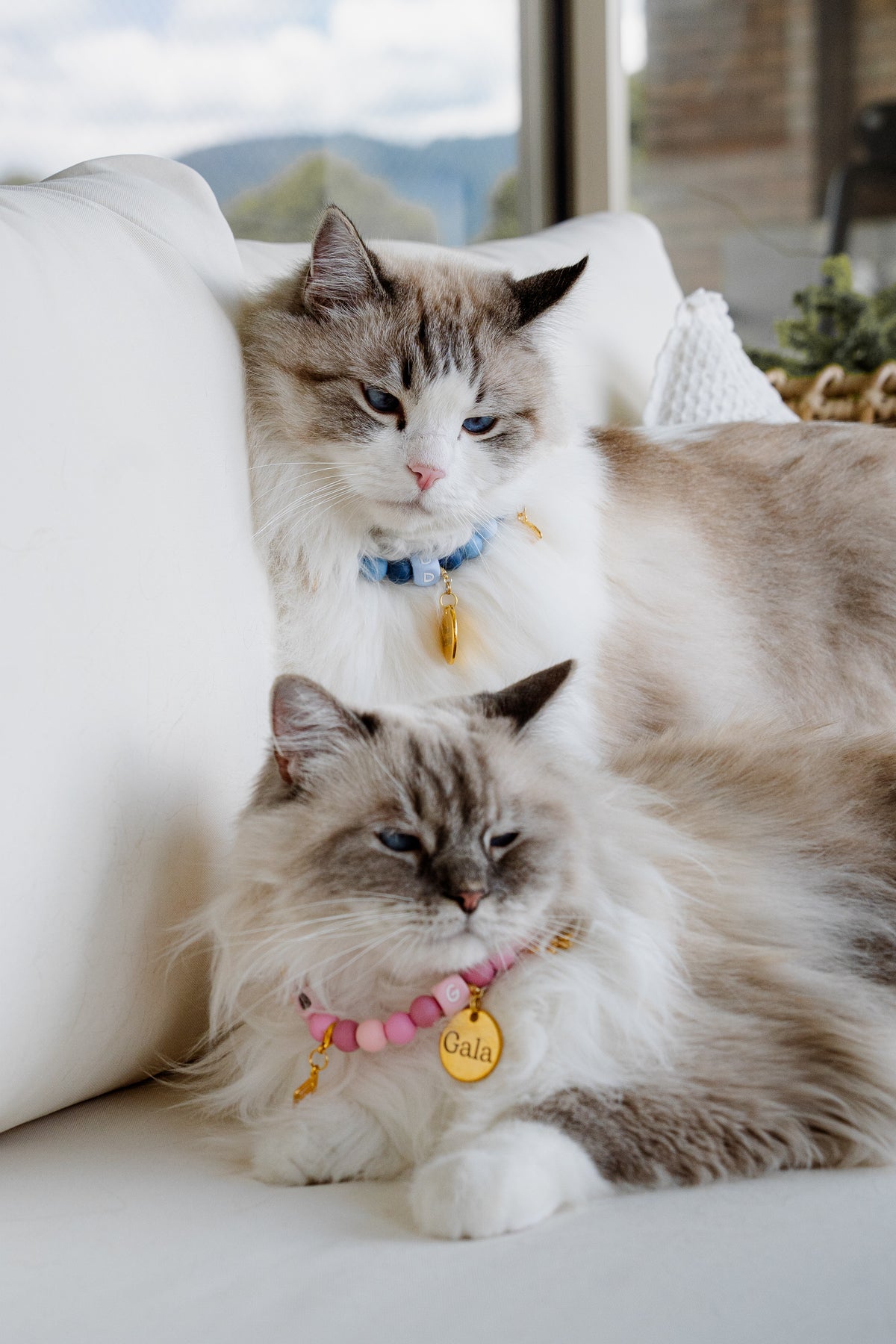 Signature Collar Gato Verde
