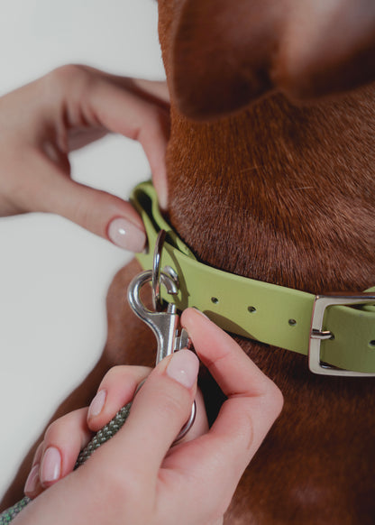 Signature Collar Verde